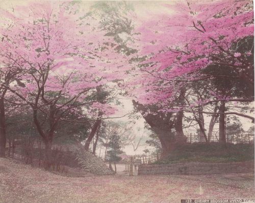 Fleur de cerisier, Uyeno, Tokyo