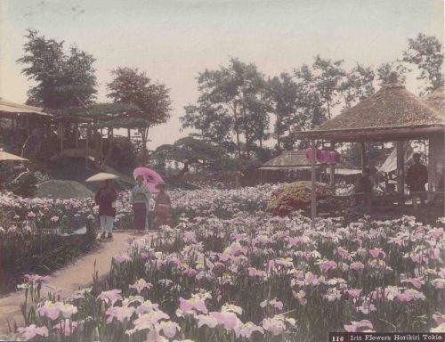Fleurs d’iris, Horikiri, Tokyo