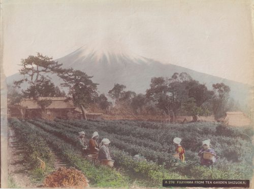 Vue du Mont Fuji depuis le jardin de thé de Shizuoka