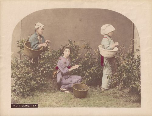 La cueillette du thé