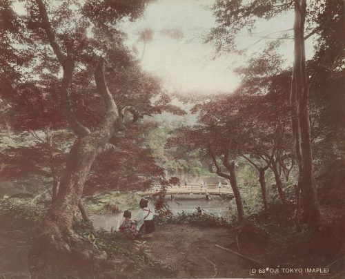 Oji Tokyo (Maple)