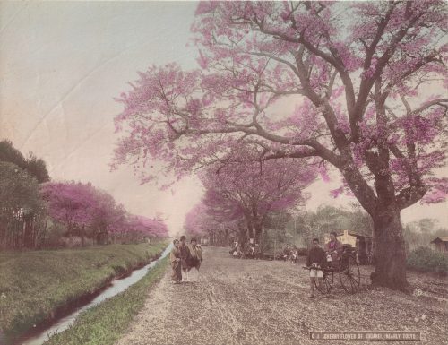 Cherry Flower of Koganei (Nearly Tokyo)