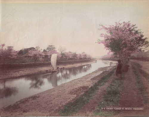 Fleur de cerisier à Negishi, Yokohama
