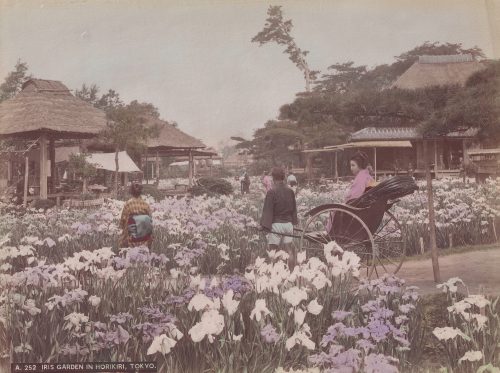 Jardin d'iris à Horikiri, Tokyo