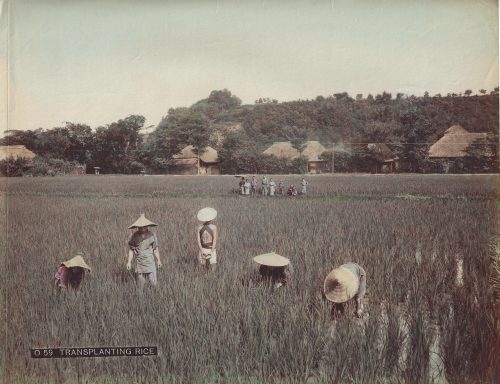 Le repiquage du riz