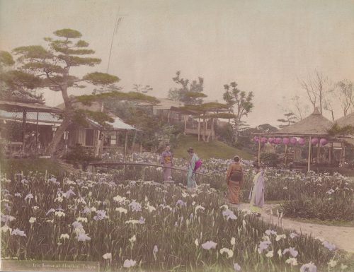 Jardin des iris Horikiri, Tokyo